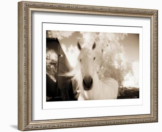 White Horse Black Nose-Theo Westenberger-Framed Art Print