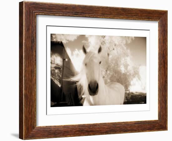 White Horse Black Nose-Theo Westenberger-Framed Art Print