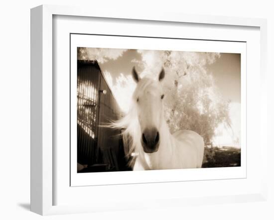 White Horse Black Nose-Theo Westenberger-Framed Art Print