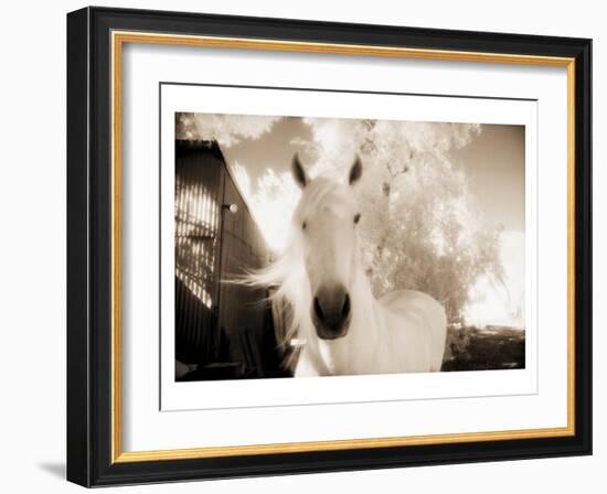 White Horse Black Nose-Theo Westenberger-Framed Art Print