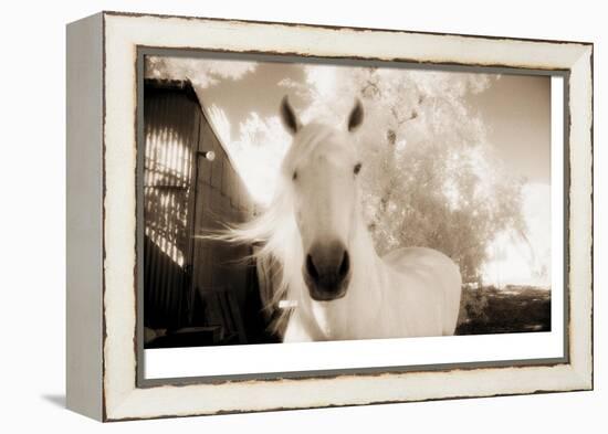 White Horse Black Nose-Theo Westenberger-Framed Premier Image Canvas