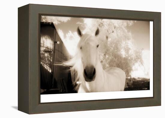 White Horse Black Nose-Theo Westenberger-Framed Premier Image Canvas