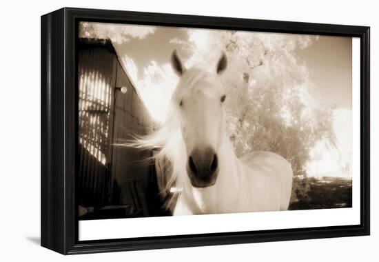 White Horse Black Nose-Theo Westenberger-Framed Premier Image Canvas