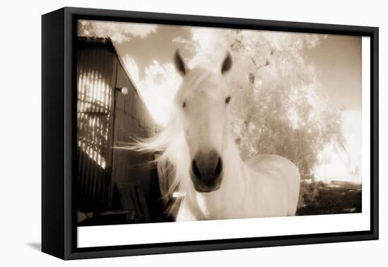 White Horse Black Nose-Theo Westenberger-Framed Premier Image Canvas