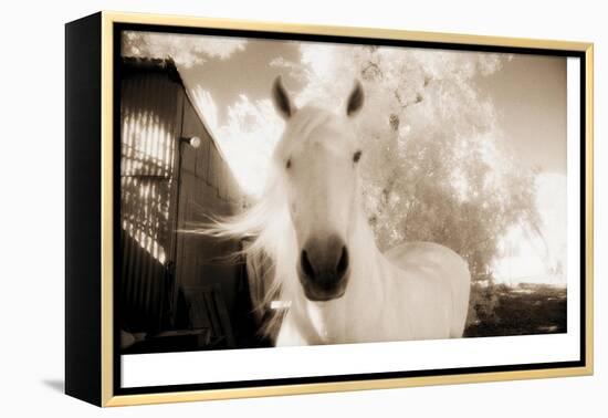 White Horse Black Nose-Theo Westenberger-Framed Premier Image Canvas