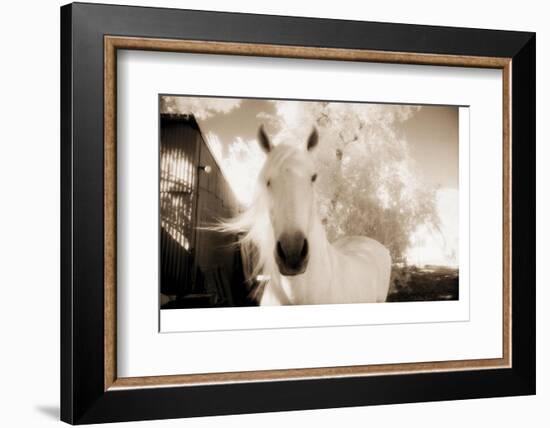 White Horse Black Nose-Theo Westenberger-Framed Photographic Print