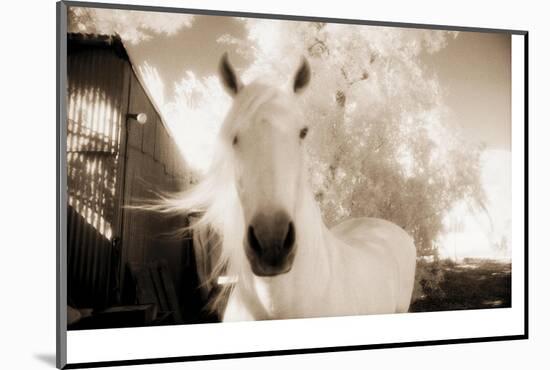 White Horse Black Nose-Theo Westenberger-Mounted Photographic Print