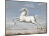 White Horse, by Joris Hoefnagel, 1560-99, Flemish painting,-Joris Hoefnagel-Mounted Art Print