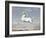 White Horse, by Joris Hoefnagel, 1560-99, Flemish painting,-Joris Hoefnagel-Framed Art Print