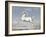 White Horse, by Joris Hoefnagel, 1560-99, Flemish painting,-Joris Hoefnagel-Framed Art Print