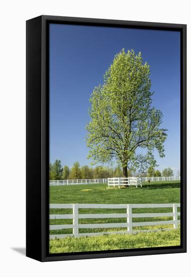White Horse Fences and Tree in New Spring Foliage, Lexington, Kentucky-Adam Jones-Framed Premier Image Canvas