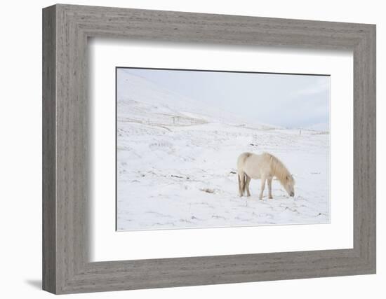 White Horse in Snow Field, Dalvik Area, Eyjafjšrdur, North Iceland-Julia Wellner-Framed Photographic Print