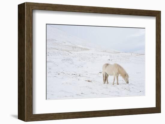 White Horse in Snow Field, Dalvik Area, Eyjafjšrdur, North Iceland-Julia Wellner-Framed Photographic Print