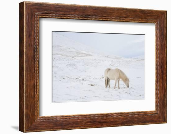 White Horse in Snow Field, Dalvik Area, Eyjafjšrdur, North Iceland-Julia Wellner-Framed Photographic Print