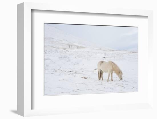 White Horse in Snow Field, Dalvik Area, Eyjafjšrdur, North Iceland-Julia Wellner-Framed Photographic Print