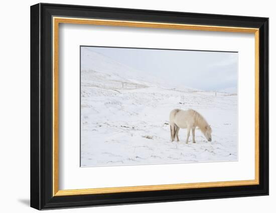 White Horse in Snow Field, Dalvik Area, Eyjafjšrdur, North Iceland-Julia Wellner-Framed Photographic Print