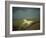 White Horse Near Westbury, Wiltshire, England, United Kingdom, Europe-David Beatty-Framed Photographic Print