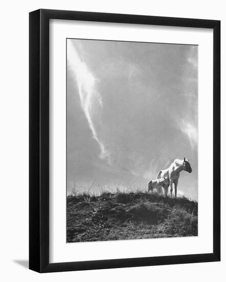 White Horse Ranch Where New Breed of Albino Horses are Being Raised-William C^ Shrout-Framed Photographic Print