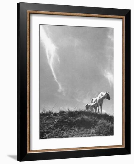 White Horse Ranch Where New Breed of Albino Horses are Being Raised-William C^ Shrout-Framed Photographic Print