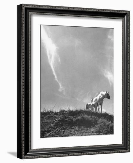 White Horse Ranch Where New Breed of Albino Horses are Being Raised-William C^ Shrout-Framed Photographic Print