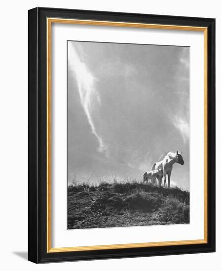 White Horse Ranch Where New Breed of Albino Horses are Being Raised-William C^ Shrout-Framed Photographic Print