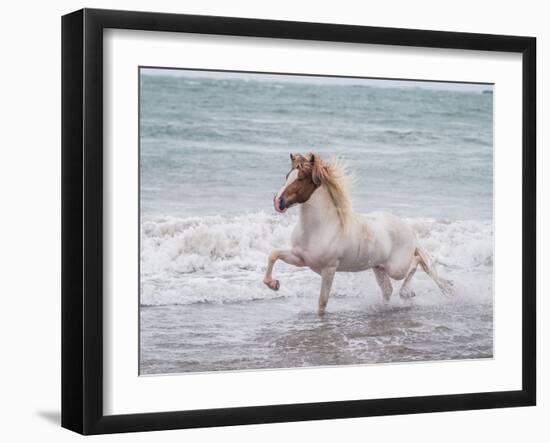 White Horse Running on the Beach, Iceland-Arctic-Images-Framed Photographic Print