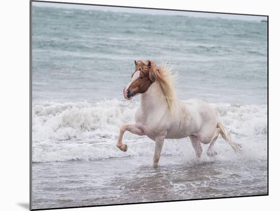 White Horse Running on the Beach, Iceland-Arctic-Images-Mounted Photographic Print