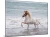 White Horse Running on the Beach, Iceland-Arctic-Images-Mounted Photographic Print