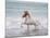 White Horse Running on the Beach, Iceland-Arctic-Images-Mounted Photographic Print