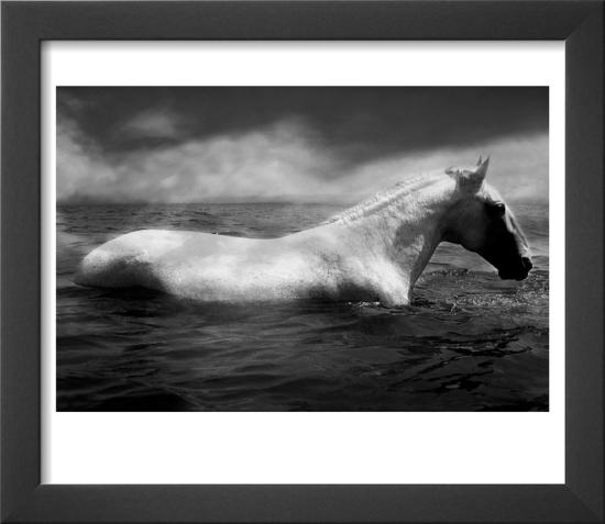 White Horse Swimming-Tim Lynch-Framed Art Print