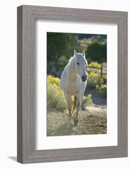 White Horse Walking on Trail-DLILLC-Framed Photographic Print