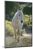 White Horse Walking on Trail-DLILLC-Mounted Photographic Print