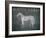 White Horse with Words-Ryan Fowler-Framed Art Print