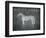 White Horse with Words-Ryan Fowler-Framed Art Print