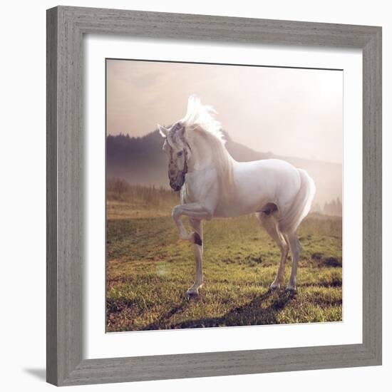 White Horse-conrado-Framed Photographic Print