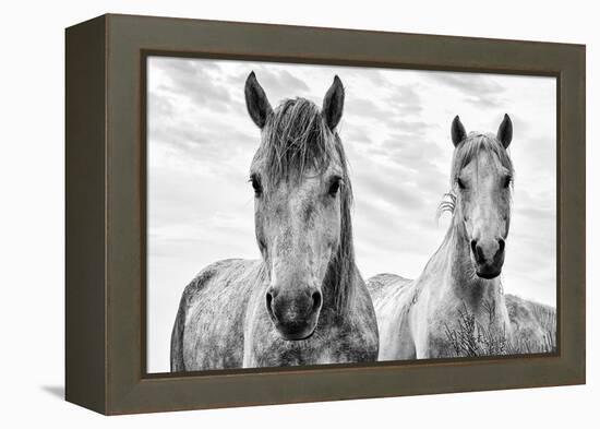 White Horses, Camargue, France-Nadia Isakova-Framed Premier Image Canvas