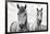White Horses, Camargue, France-Nadia Isakova-Framed Premium Photographic Print
