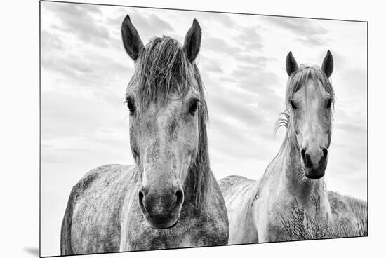 White Horses, Camargue, France-Nadia Isakova-Mounted Premium Photographic Print