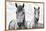 White Horses, Camargue, France-Nadia Isakova-Framed Premier Image Canvas