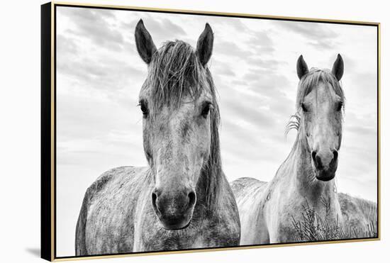 White Horses, Camargue, France-Nadia Isakova-Framed Premier Image Canvas