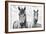 White Horses, Camargue, France-Nadia Isakova-Framed Photographic Print