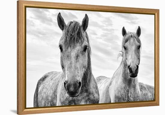 White Horses, Camargue, France-Nadia Isakova-Framed Premier Image Canvas