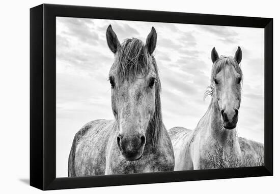 White Horses, Camargue, France-Nadia Isakova-Framed Premier Image Canvas