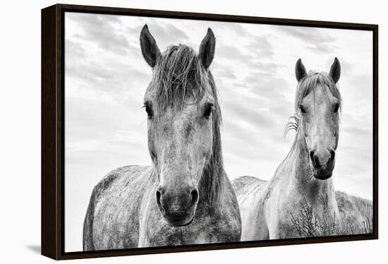 White Horses, Camargue, France-Nadia Isakova-Framed Premier Image Canvas