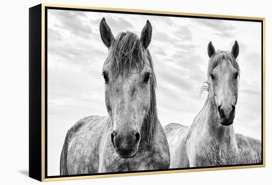 White Horses, Camargue, France-Nadia Isakova-Framed Premier Image Canvas