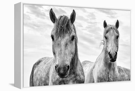 White Horses, Camargue, France-Nadia Isakova-Framed Premier Image Canvas