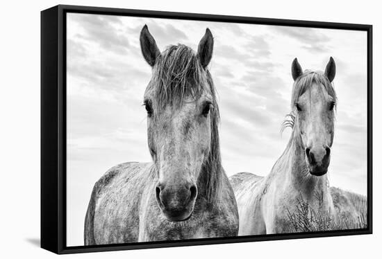 White Horses, Camargue, France-Nadia Isakova-Framed Stretched Canvas