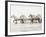 White Horses II-Irene Suchocki-Framed Giclee Print