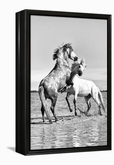 White Horses of Camargue Fighting in the Water, Camargue, France-Nadia Isakova-Framed Premier Image Canvas