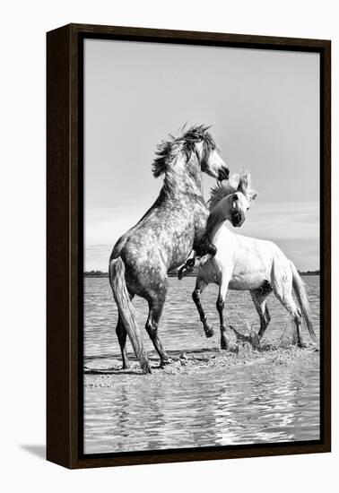 White Horses of Camargue Fighting in the Water, Camargue, France-Nadia Isakova-Framed Premier Image Canvas
